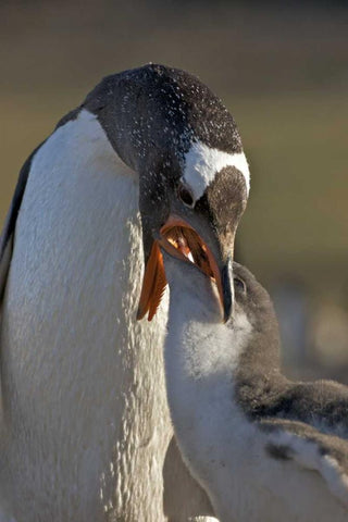 Saunders Island Gentoo penguin feeds its chick White Modern Wood Framed Art Print with Double Matting by Anon, Josh