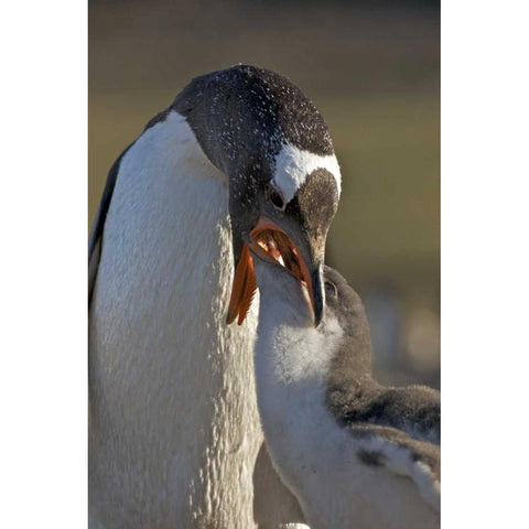 Saunders Island Gentoo penguin feeds its chick Black Modern Wood Framed Art Print by Anon, Josh