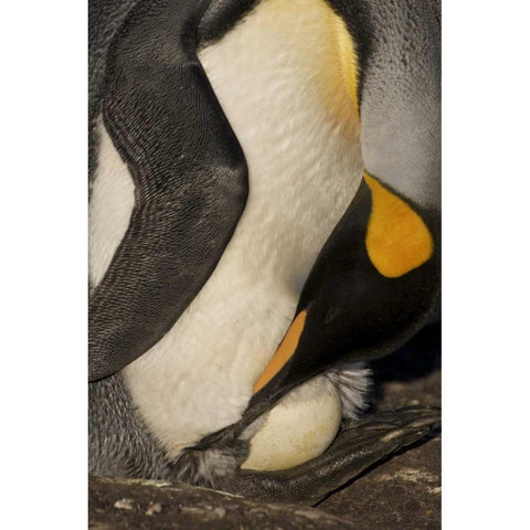 Saunders Island A king penguin with egg Gold Ornate Wood Framed Art Print with Double Matting by Anon, Josh