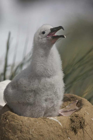 Saunders Island A juvenile albatross calling White Modern Wood Framed Art Print with Double Matting by Anon, Josh