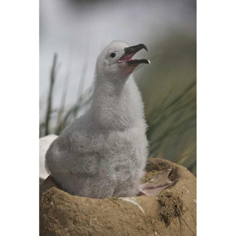 Saunders Island A juvenile albatross calling Black Modern Wood Framed Art Print by Anon, Josh