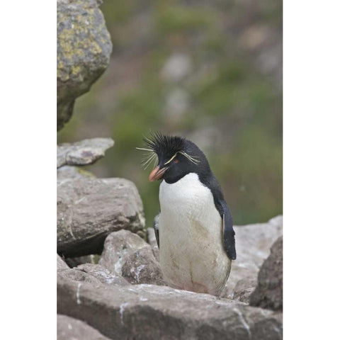 West Point Island Rockhopper penguin in rookery Gold Ornate Wood Framed Art Print with Double Matting by Anon, Josh