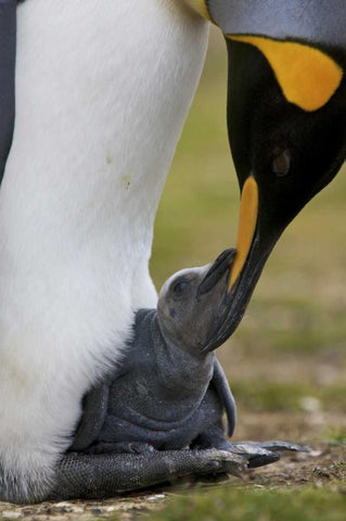 Volunteer Point King penguin nuzzles its baby White Modern Wood Framed Art Print with Double Matting by Anon, Josh