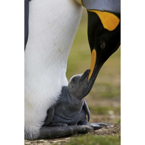 Volunteer Point King penguin nuzzles its baby Black Modern Wood Framed Art Print with Double Matting by Anon, Josh