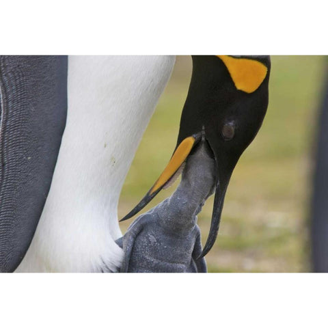 Volunteer Point A king penguin feeds its chick Black Modern Wood Framed Art Print with Double Matting by Anon, Josh