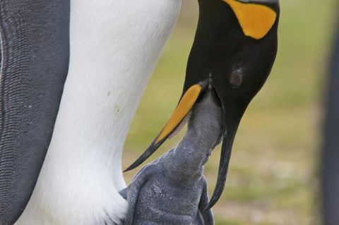 Volunteer Point A king penguin feeds its chick White Modern Wood Framed Art Print with Double Matting by Anon, Josh