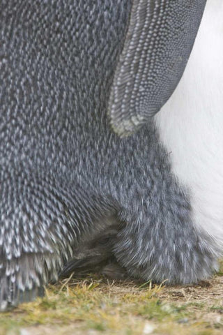Volunteer Point King penguin chick under parent White Modern Wood Framed Art Print with Double Matting by Anon, Josh