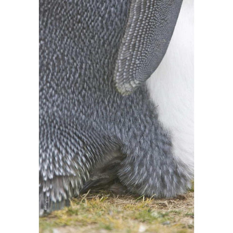 Volunteer Point King penguin chick under parent Black Modern Wood Framed Art Print by Anon, Josh