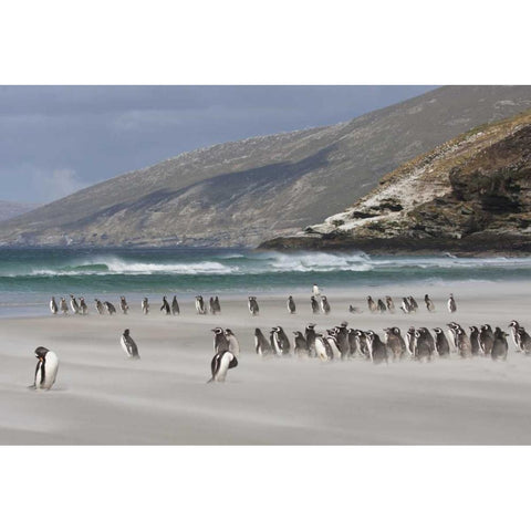 South Atlantic, Saunders Isl Magellanic penguins Gold Ornate Wood Framed Art Print with Double Matting by Young, Bill