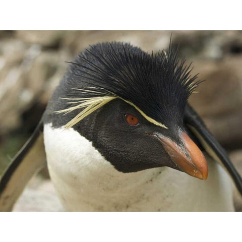 Falkland Islands Portrait of rockhopper penguin White Modern Wood Framed Art Print by Anon, Ellen