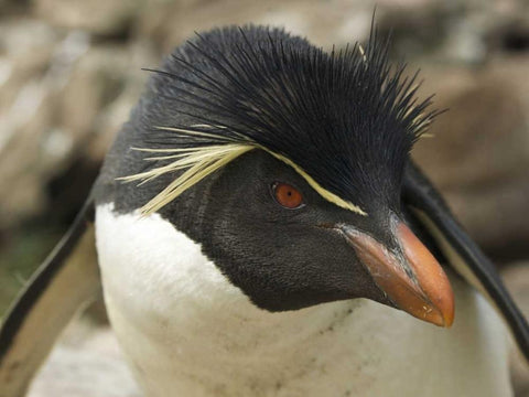 Falkland Islands Portrait of rockhopper penguin White Modern Wood Framed Art Print with Double Matting by Anon, Ellen