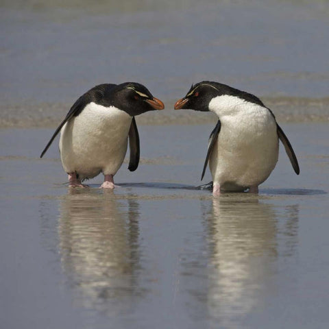 Falkland Islands Rockhopper penguins on beach Black Modern Wood Framed Art Print with Double Matting by Anon, Ellen