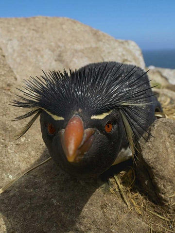Falkland Islands Close-up of rockhopper penguin White Modern Wood Framed Art Print with Double Matting by Anon, Ellen