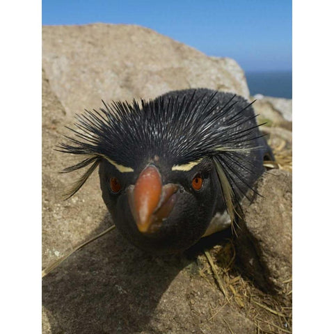 Falkland Islands Close-up of rockhopper penguin Black Modern Wood Framed Art Print by Anon, Ellen