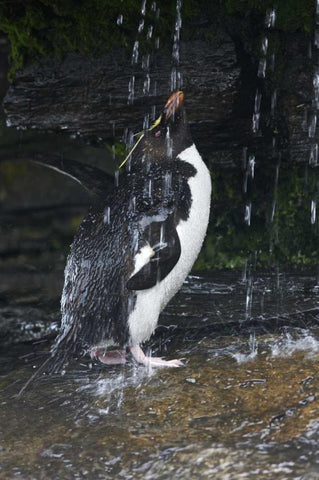 Falkland Islands Rockhopper penguin bathing White Modern Wood Framed Art Print with Double Matting by Anon, Ellen