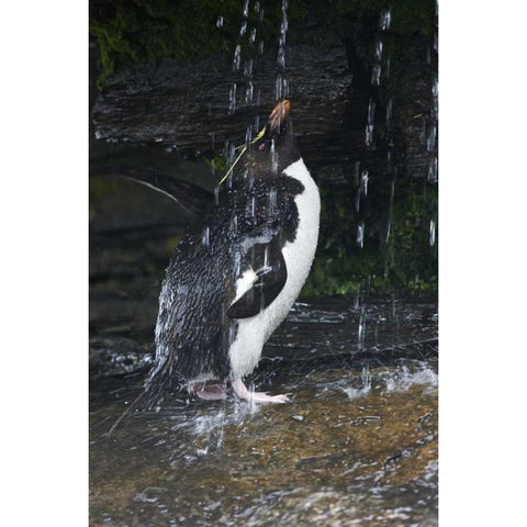 Falkland Islands Rockhopper penguin bathing Gold Ornate Wood Framed Art Print with Double Matting by Anon, Ellen
