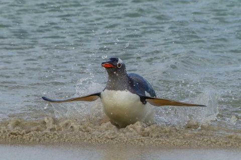Falkland Islands, Bleaker Island Gentoo penguin White Modern Wood Framed Art Print with Double Matting by Illg, Cathy and Gordon