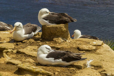 Saunders Island Black-browed albatrosses Black Ornate Wood Framed Art Print with Double Matting by Illg, Cathy and Gordon