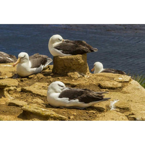 Saunders Island Black-browed albatrosses Black Modern Wood Framed Art Print by Illg, Cathy and Gordon