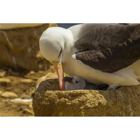Saunders Island Black-browed albatross and chick Black Modern Wood Framed Art Print by Illg, Cathy and Gordon