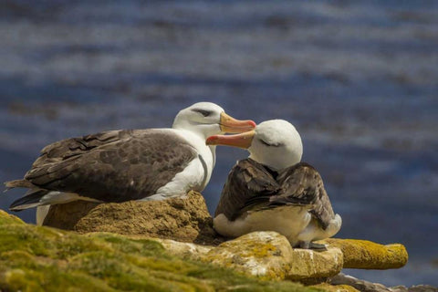 Saunders Island Black-browed albatross preening White Modern Wood Framed Art Print with Double Matting by Illg, Cathy and Gordon
