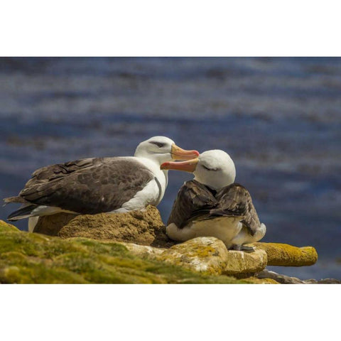 Saunders Island Black-browed albatross preening Black Modern Wood Framed Art Print by Illg, Cathy and Gordon