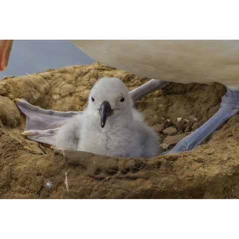 Saunders Island Black-browed albatross and chick Black Modern Wood Framed Art Print with Double Matting by Illg, Cathy and Gordon