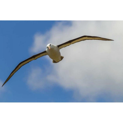 Saunders Island Black-browed albatross in flight Black Modern Wood Framed Art Print by Illg, Cathy and Gordon
