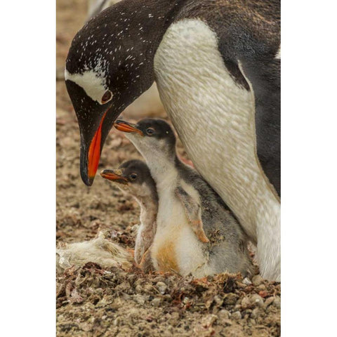 Saunders Island Gentoo penguin adult with chicks Black Modern Wood Framed Art Print by Illg, Cathy and Gordon