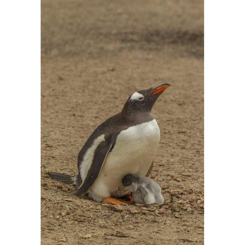Saunders Island Gentoo penguin adult with chick Black Modern Wood Framed Art Print by Illg, Cathy and Gordon