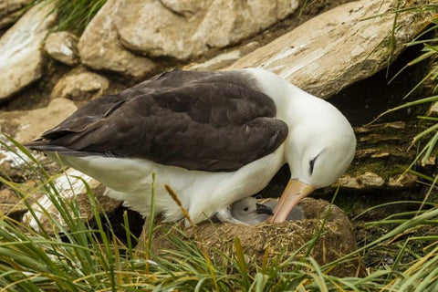 Saunders Island Black-browed albatross and chick White Modern Wood Framed Art Print with Double Matting by Illg, Cathy and Gordon