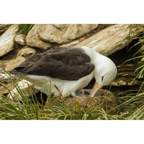Saunders Island Black-browed albatross and chick White Modern Wood Framed Art Print by Illg, Cathy and Gordon