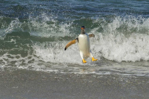 Sea Lion Island Gentoo penguin surfing on shore Black Ornate Wood Framed Art Print with Double Matting by Illg, Cathy and Gordon