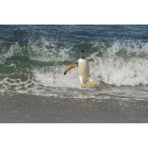 Sea Lion Island Gentoo penguin surfing on shore Black Modern Wood Framed Art Print by Illg, Cathy and Gordon