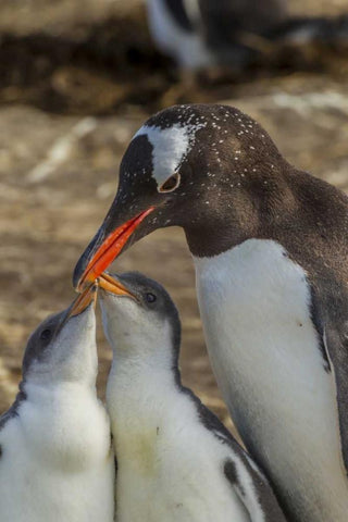 Sea Lion Island Gentoo penguin adult and chicks Black Ornate Wood Framed Art Print with Double Matting by Illg, Cathy and Gordon
