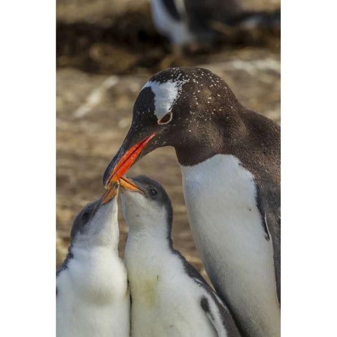 Sea Lion Island Gentoo penguin adult and chicks Gold Ornate Wood Framed Art Print with Double Matting by Illg, Cathy and Gordon