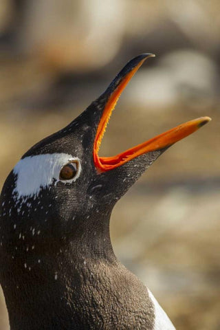Sea Lion Island Gentoo penguin calling White Modern Wood Framed Art Print with Double Matting by Illg, Cathy and Gordon
