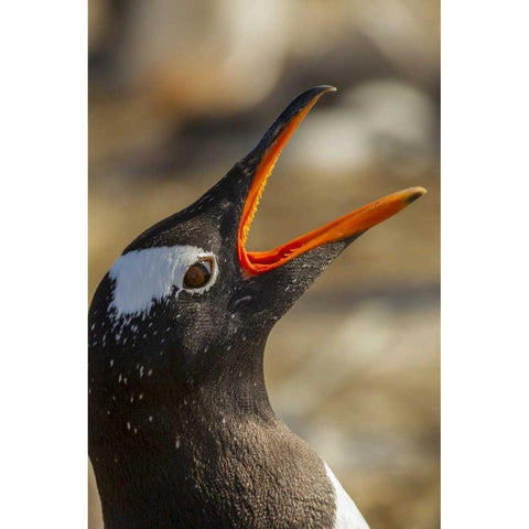 Sea Lion Island Gentoo penguin calling Black Modern Wood Framed Art Print by Illg, Cathy and Gordon