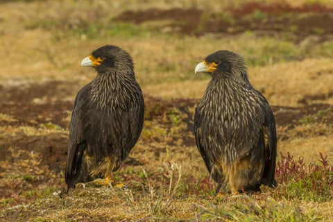 Sea Lion Island Striated caracaras on ground White Modern Wood Framed Art Print with Double Matting by Illg, Cathy and Gordon