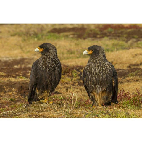 Sea Lion Island Striated caracaras on ground Black Modern Wood Framed Art Print by Illg, Cathy and Gordon