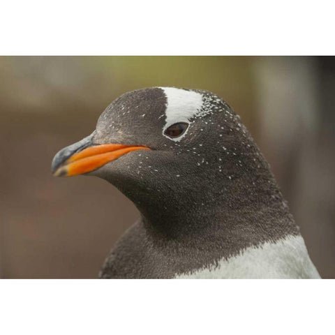 Bleaker Island Gentoo penguin portrait White Modern Wood Framed Art Print by Illg, Cathy and Gordon