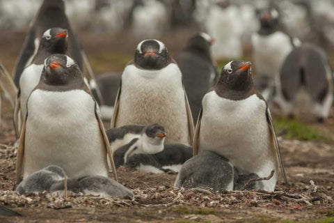 Bleaker Island Group of Gentoo penguins Black Ornate Wood Framed Art Print with Double Matting by Illg, Cathy and Gordon