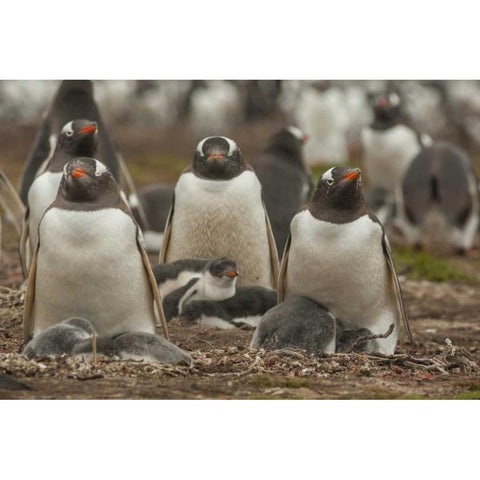 Bleaker Island Group of Gentoo penguins Black Modern Wood Framed Art Print by Illg, Cathy and Gordon