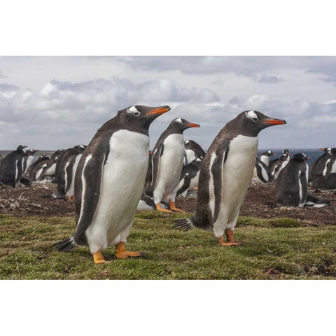 Falkland Islands, Bleaker Island Gentoo penguins Gold Ornate Wood Framed Art Print with Double Matting by Illg, Cathy and Gordon