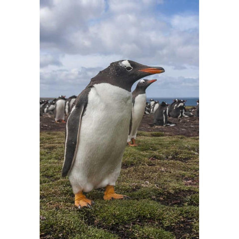 Falkland Islands, Bleaker Island Gentoo penguins Black Modern Wood Framed Art Print by Illg, Cathy and Gordon