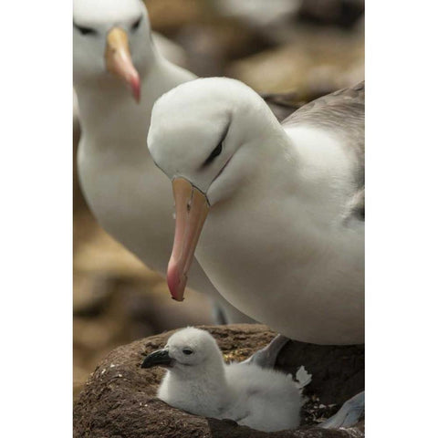 Saunders Island Black-browed albatross and chick Black Modern Wood Framed Art Print by Illg, Cathy and Gordon