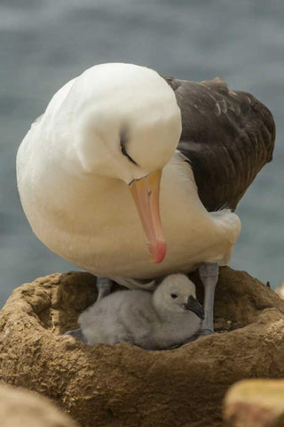 Saunders Island Black-browed albatross and chick White Modern Wood Framed Art Print with Double Matting by Illg, Cathy and Gordon