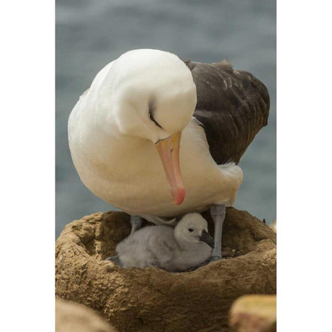 Saunders Island Black-browed albatross and chick Black Modern Wood Framed Art Print by Illg, Cathy and Gordon