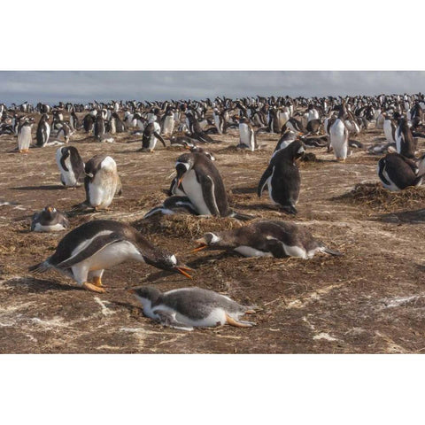 Sea Lion Island Gentoo penguin colony Black Modern Wood Framed Art Print by Illg, Cathy and Gordon