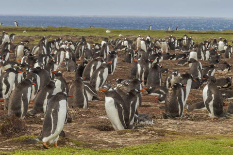 Falkland Islands, Bleaker Island Gentoo penguins White Modern Wood Framed Art Print with Double Matting by Illg, Cathy and Gordon